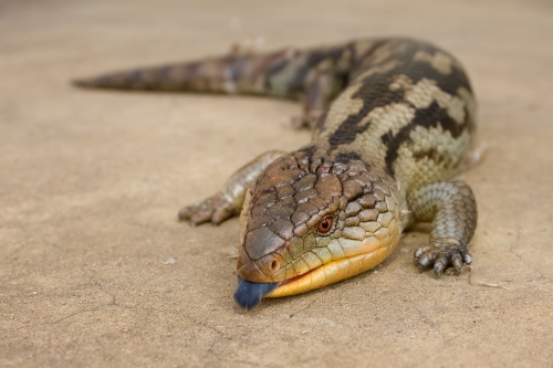 Blue Tongue